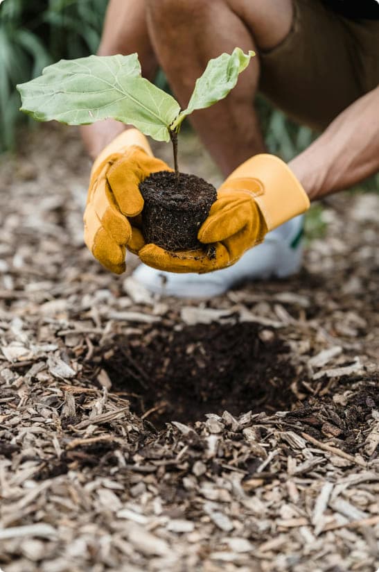 Caring for ecology and vegetation